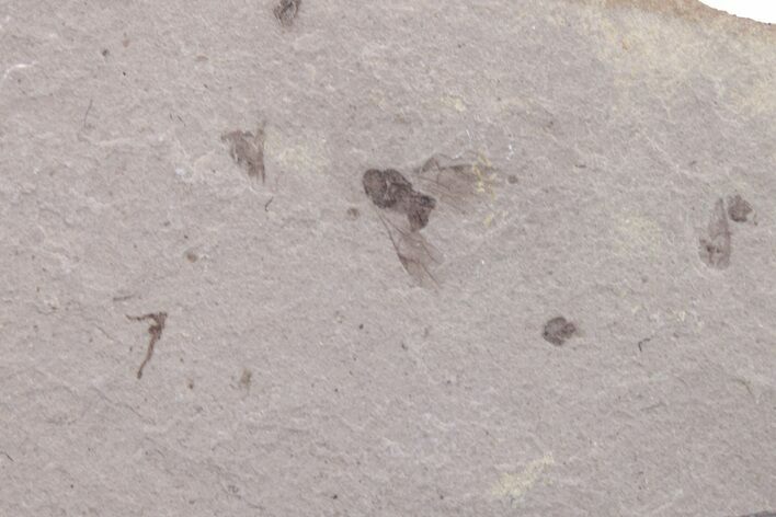Fossil Fly (Diptera) - Ruby River Basin, Montana #216532
